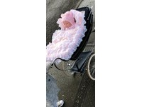 silver cross coach built